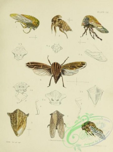 insects-18633 - 020-hoplophora