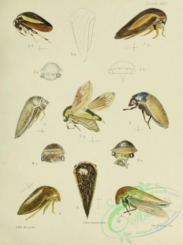 insects-18636 - 023-darnis, stictopelta, hebeticoides