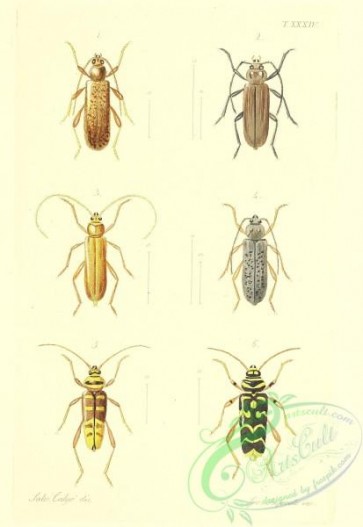insects-18759 - criocephalus, clytus, plagionotus, hesperophanes, stromatium, oxypleurus