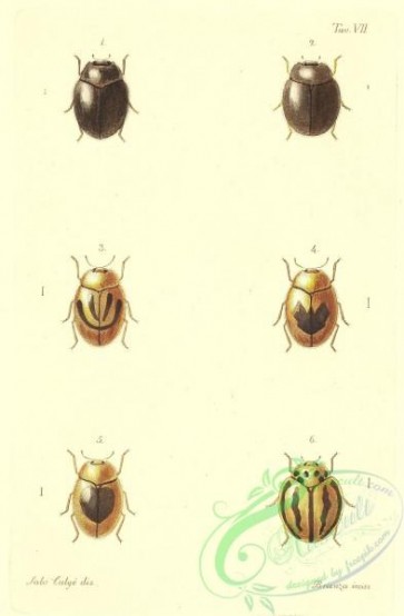 insects-18778 - scymnus, rhizobius, micraspis