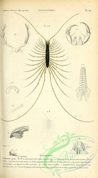 insects-18831 - Cermatie