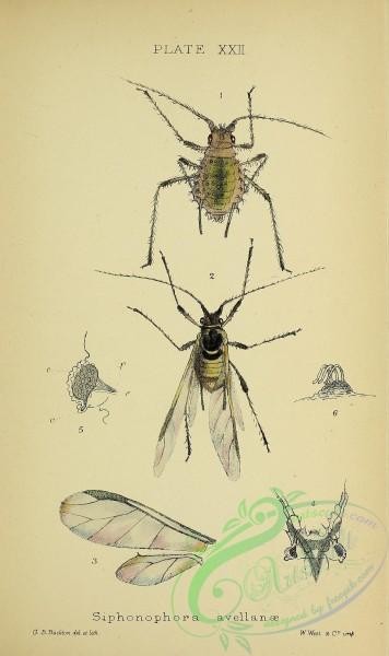 insects-18918 - 025-siphonophora