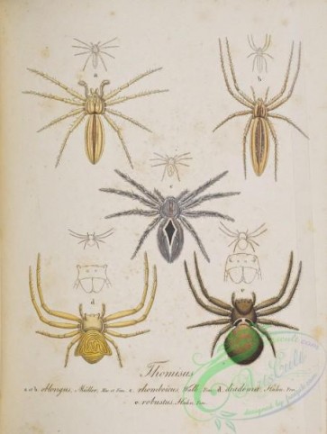 insects-19013 - 030-thomisus