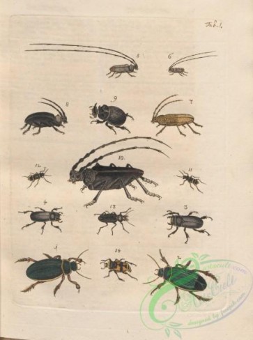 insects-19079 - Beetles, 001