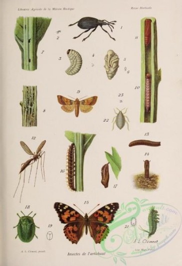 insects-19101 - apion, tipula, vanessa, cassida, trama