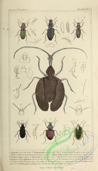 insects-19118 - 006-harpalus, trigonotoma, cephalotes, mormolyce, panagaeus, omophron