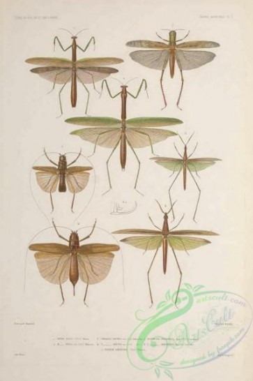insects-19259 - 015-mantis, truxalis, acanthodis, acridium