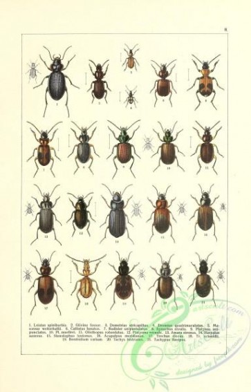 insects-19305 - 008-leistus, glivina, callistus, badister, synuchus, platynus, stenolophus, acupalpus
