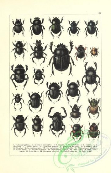 insects-19327 - 030-typhoeus, geotrypes, lethrus, odontaeus, bolboceras, scarabaeus, gymnopleurus