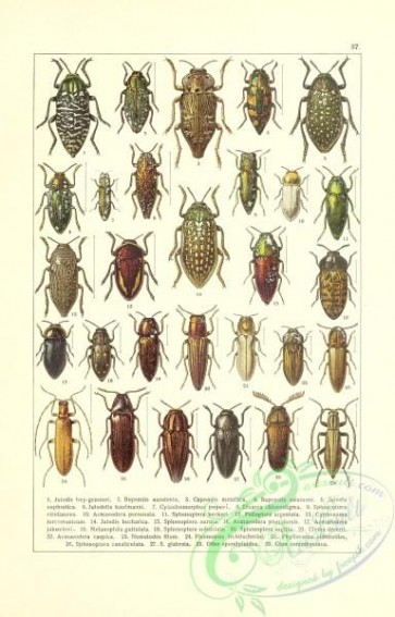 insects-19334 - 037-julodis, buprestis, capnodis, julodella, dicerca