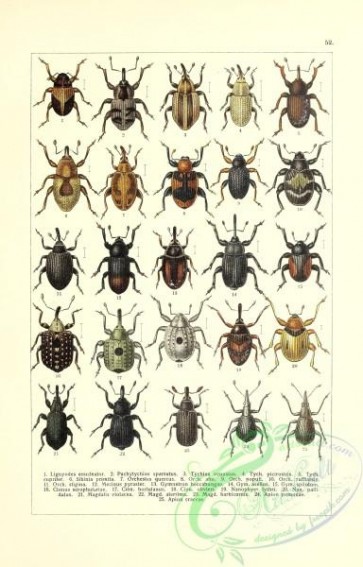 insects-19349 - 052-lignyodes, pachytychius, tychius, sibinia, orchestes, mecinus, gymnetron
