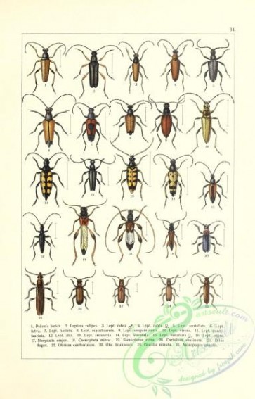 insects-19361 - 064-pidonia, leptura, necydalis, caenoptera, stenopterus