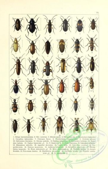 insects-19376 - 079-helops, allecula, prionychus, mycetochara, omophlus, cteniopus, pseudocistela, orchesia