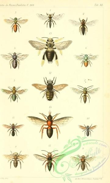 insects-20349 - 001-prosopis, colletes, agapostemon, augochlora, friesea, ceratina, xylocopa, odyneropsis, coelioxys