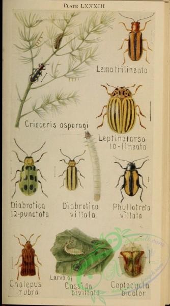 insects-20387 - 026-crioceris, lematrilineata, leptinotarsa, diabrotica, phyllotreta