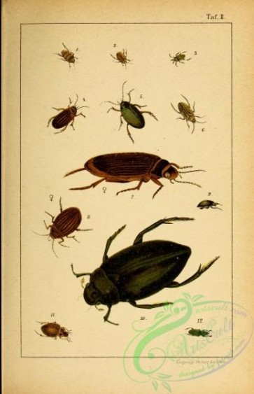 insects-20505 - 002-haliplus, hydroporus, noterus, colymbetes, ilybius, agabus, dytiscus, acilius, gyrinus, hydrophilus, berosus, hydrochus