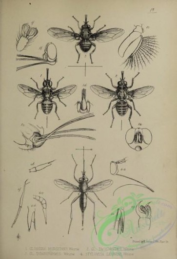 insects-20530 - 012-glossina, stylomyia