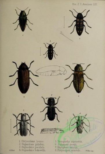 insects-20541 - 033-chrysodema, stigmodera, temognatha, zopherosis, rhytiphora, platymopsis