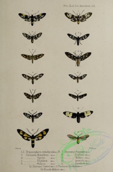 insects-20542 - 034-trypanophora, syntomis, phalanna, phauda