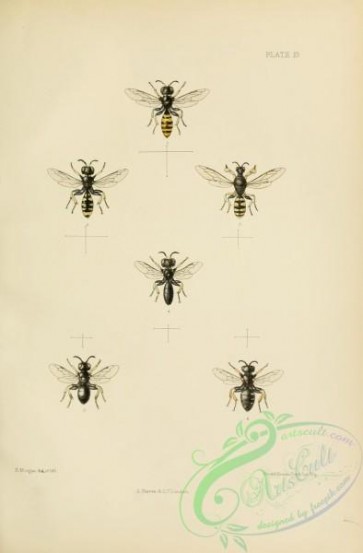 insects-20597 - 019-Hymenoptera, crabro, entomognathus, oxybelus