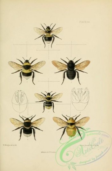 insects-20627 - 049-Hymenoptera, bombus