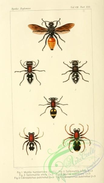 insects-20631 - 001-mutilla, spilomutilla, coenoptichus