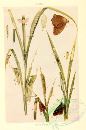 insects-20737 - 050-hieroglyphus, nymphula, melanitis, spodoptera, hispa, parnara