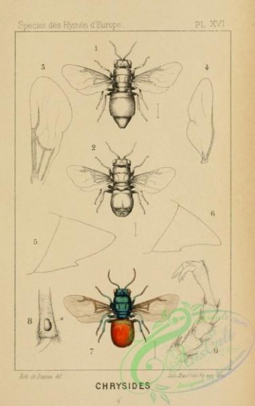 insects-20748 - 009-hedychridium, hedychrum