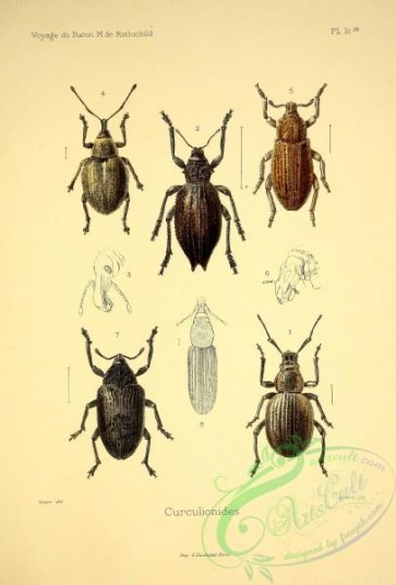 insects-20805 - 058-systates, hipporhinus, lecanophora, eumecops, larinus, pentarthrum