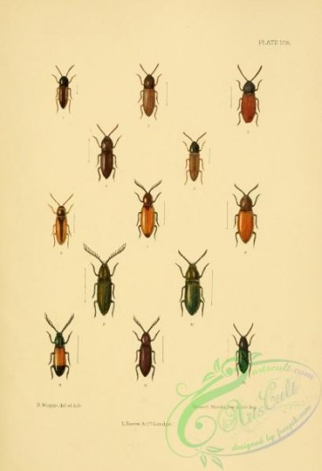 insects-20855 - 010-adrastus, agriotes, dolopius, corymbites