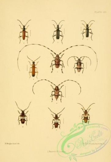 insects-20870 - 025-grammoptera, acanthocinus, leiopus, pogonochaerus