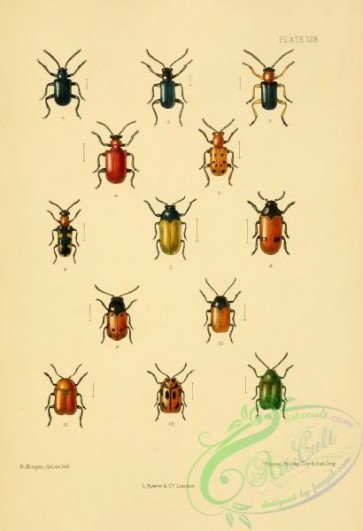insects-20875 - 030-lema, crioceris, labidostomis, clythra, cryptocephalus