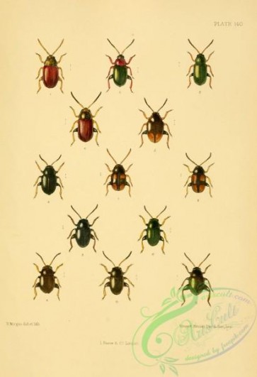 insects-20887 - 042-crepidodera, hippuriphila, epitrix, chaetocnema, plectroscelis