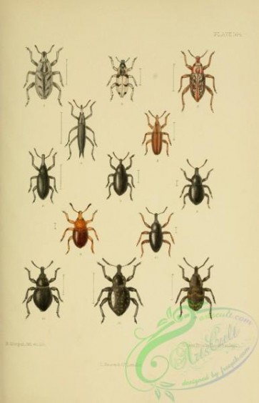 insects-20911 - 164-cleonus, lixus, larinus, liosoma, liparus, curculio