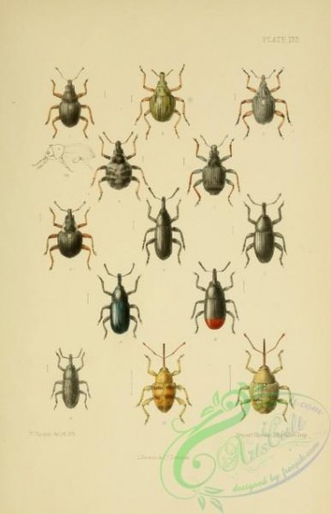 insects-20922 - 175-rhinoncus, eubrychius, litodactylus, phytobius, limnobaris, baris, balaninus