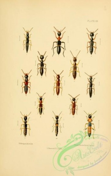 insects-20954 - 063-cryptobium, stilicus, scopaeus, medon, lithocharis, sunius, paederus