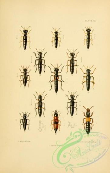 insects-20956 - 065-stenus, oxyporus, bledius