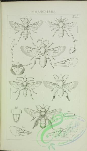 insects_bw-00010 - 002-prosopis, sphecodes, halictus, macropis, nomada, dasypoda