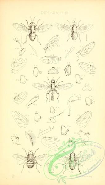 insects_bw-00817 - 006-ceria, callicera, microdon, eumerus, eristalis, helophilus, merodon, tropidia, syritta, xylota, milesia, criorhina, volucella, sericomyia, orthoneura