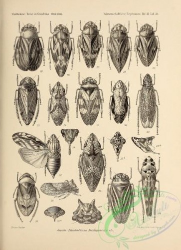 insects_bw-02161 - black-and-white 002-literna, coelidioides, clovia, dauphina, tettigoniella, amberana, coloborrhis, prosopoxys