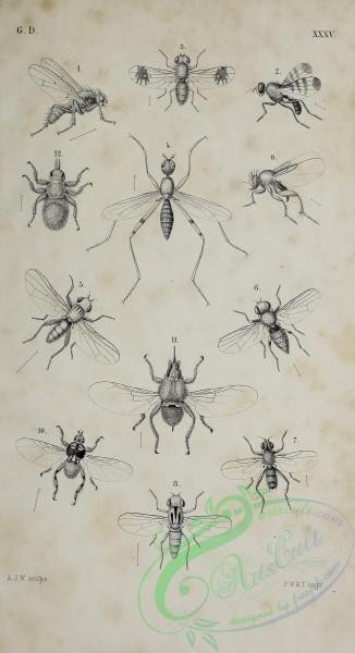 insects_bw-02218 - black-and-white 035-scatophaga, herina, trypeta, calobata, actora, piophila, limosina, chlorops, phora, hippobosca, ornithomyia