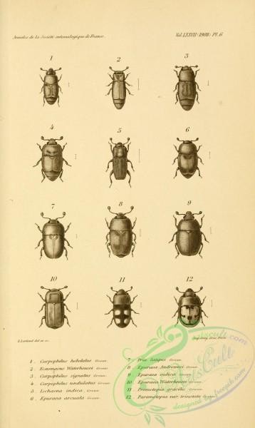 insects_bw-02368 - black-and-white 006-carpophilus, ecnomaeus, ischaena, epuraea, pria, prometopia, parametopia