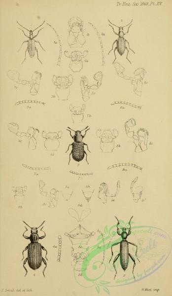 insects_bw-03028 - black-and-white 074-aryenis, chorasmius, goniadera, aediatorix, xenostethus, phymatodes