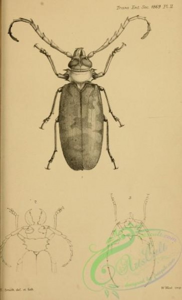 insects_bw-03029 - black-and-white 075-ommatomenus, acanthophorus, deobrachus