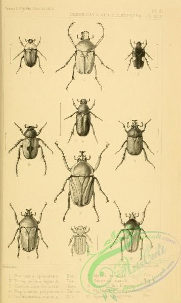 insects_bw-03065 - black-and-white 112-ranzania, dicranorhina, coelorrhina, neptunides, ischnostoma, mazoe, amazula, coenochilus, placodidus, agenius