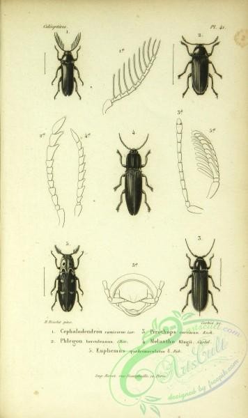 insects_bw-03739 - black-and-white 107-cephalodendron, phlegon, euphemus, perothops, melantho