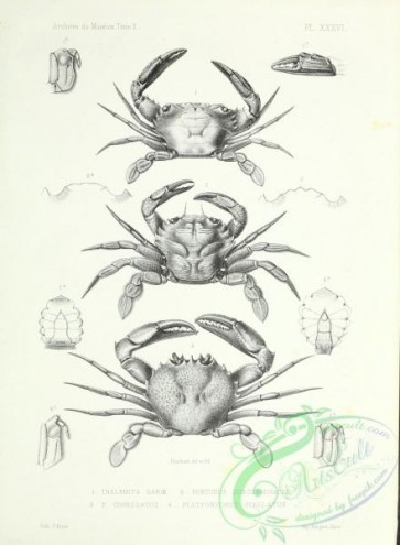 insects_bw-03841 - black-and-white 209-thalamita, portunus, platyonychus