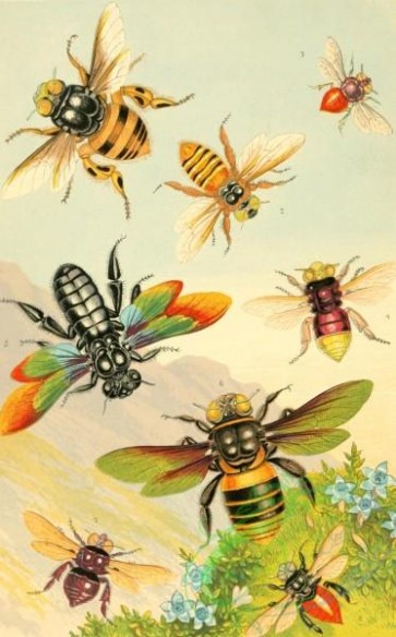 insects_life_scenes-00008 - Exotic Bees, centris, oxaea, fuglossa, xylocopa