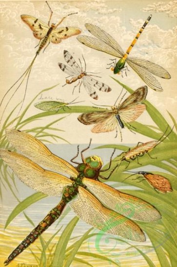 insects_life_scenes-00106 - Neuroptera, ephemera, panorpa, chrysopa, sialis, libellula, phryganea, perla, cordulegaster