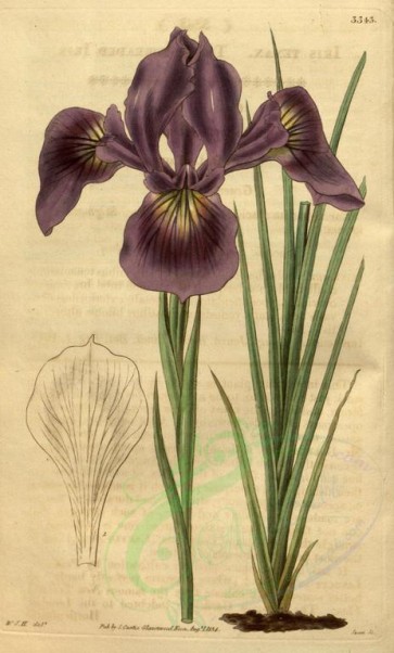 iris-00063 - 3343-iris tenax, Tough-threaded Iris [1908x3159]